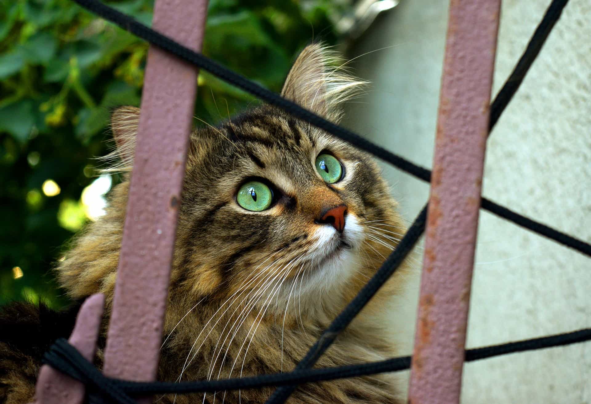 cat behind fence image