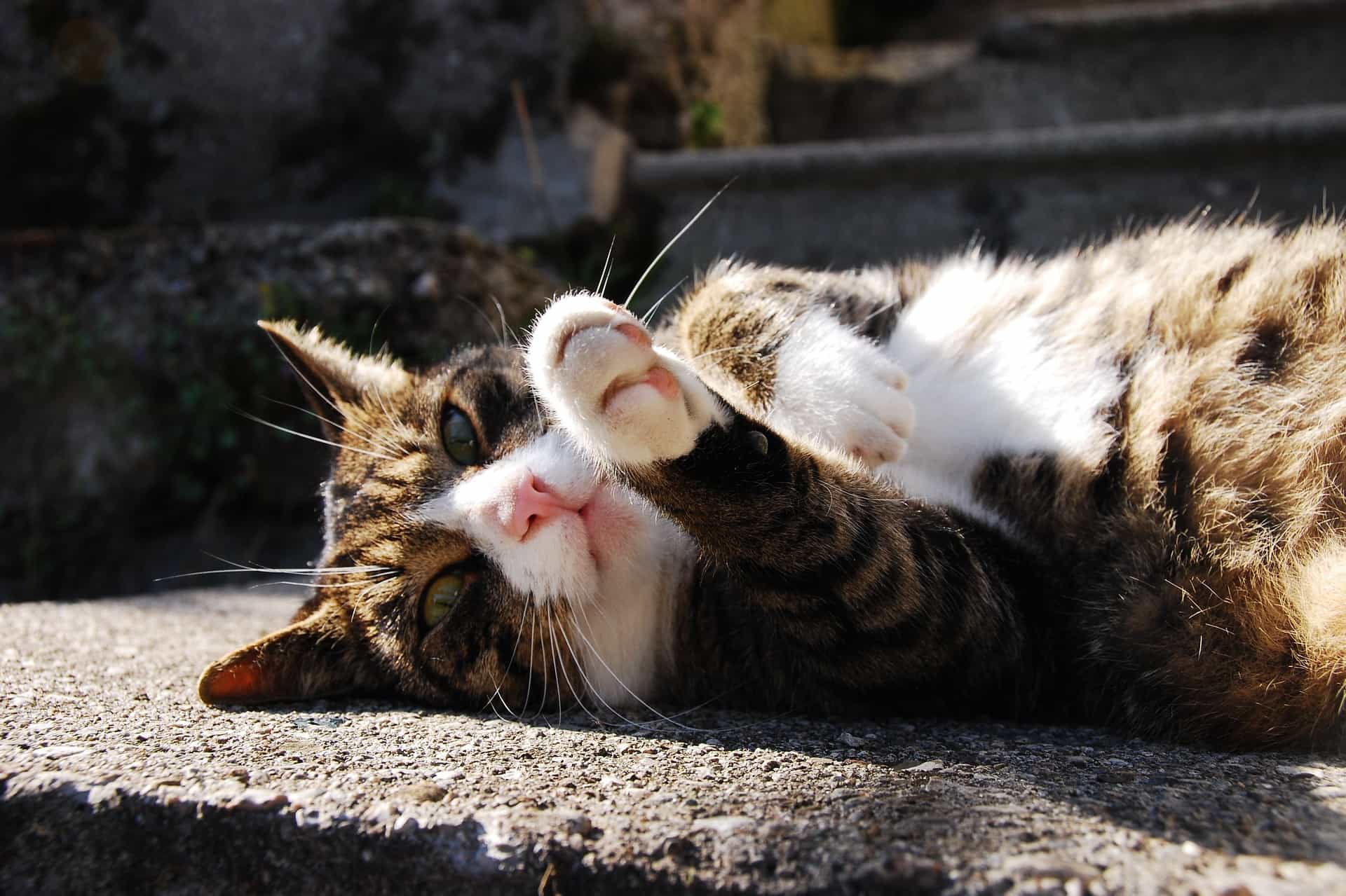 cat in sun