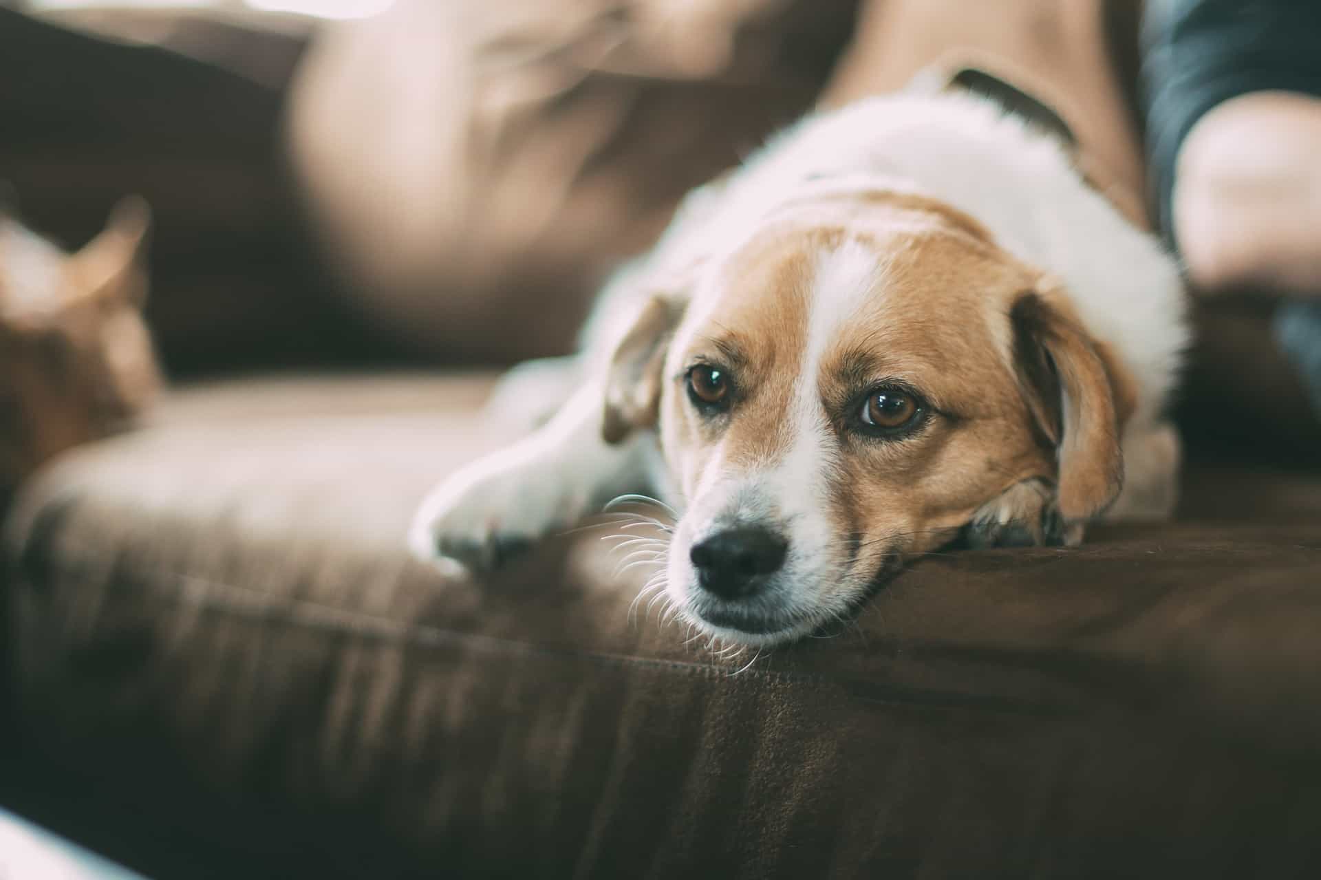 dog on couch