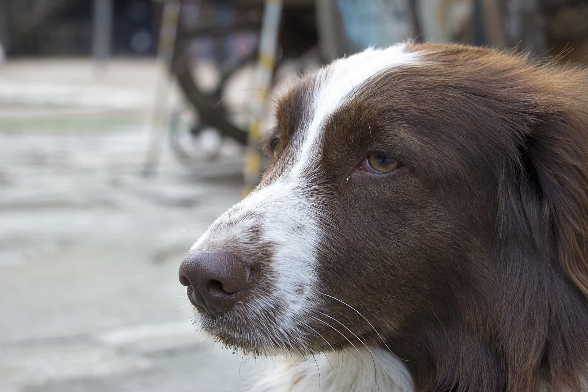 side view of dog